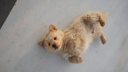 Dog stretching indoors