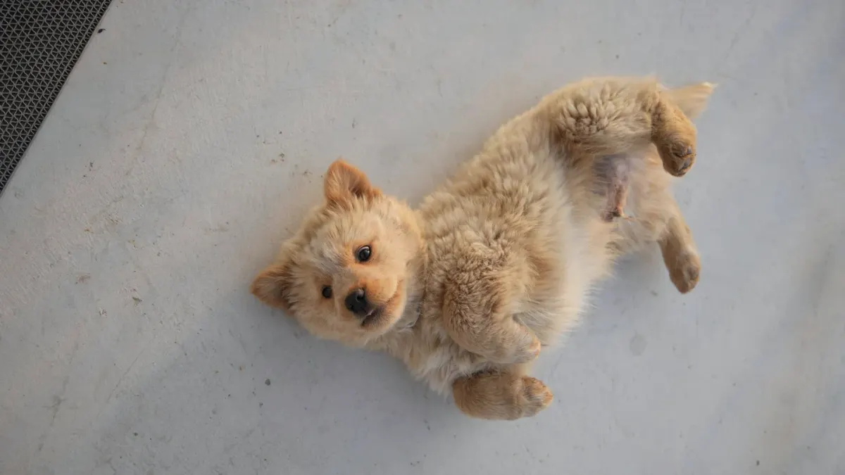 Dog stretching indoors