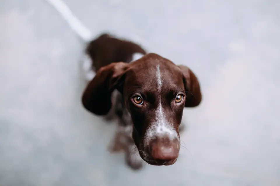 Dog stretching indoors