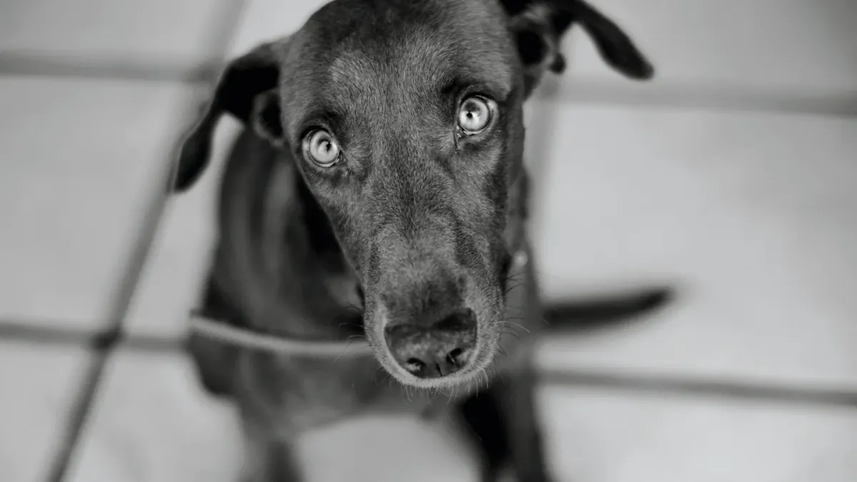 Dog tilting its head