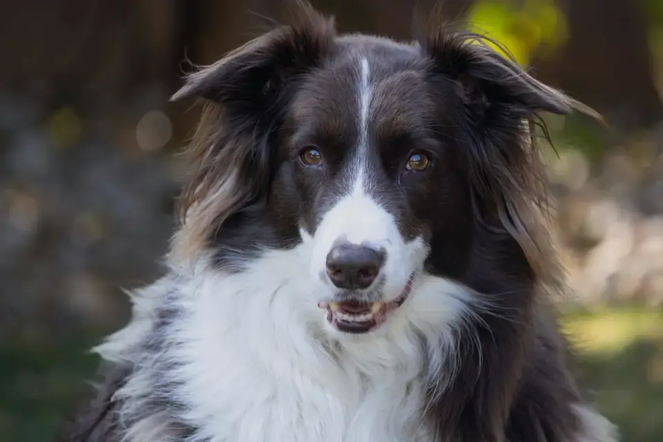 Dog tilting its head