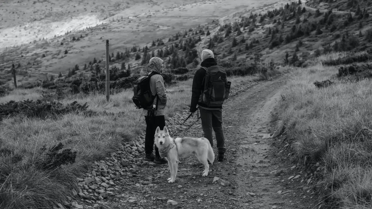 Dog traveling with an owner