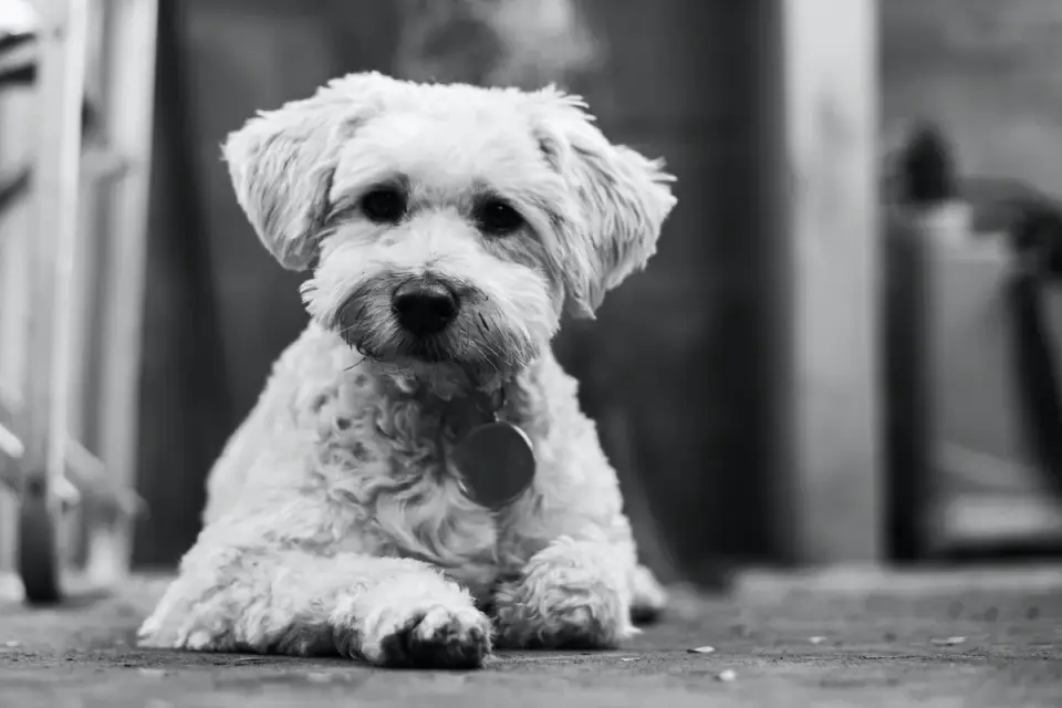 Dog waiting beside a bowl