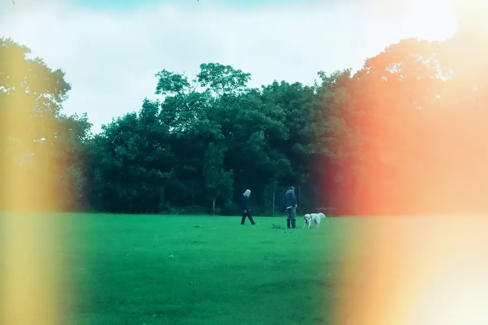 Dog walking outdoors