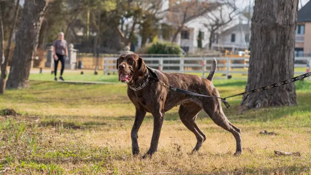 Dog walking outdoors