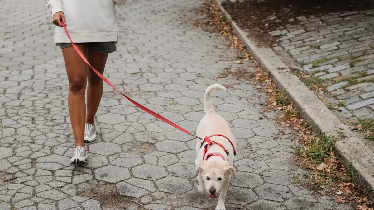 Dog walking with an owner