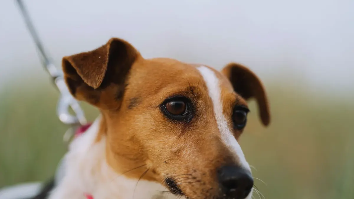 Dog walking with an owner