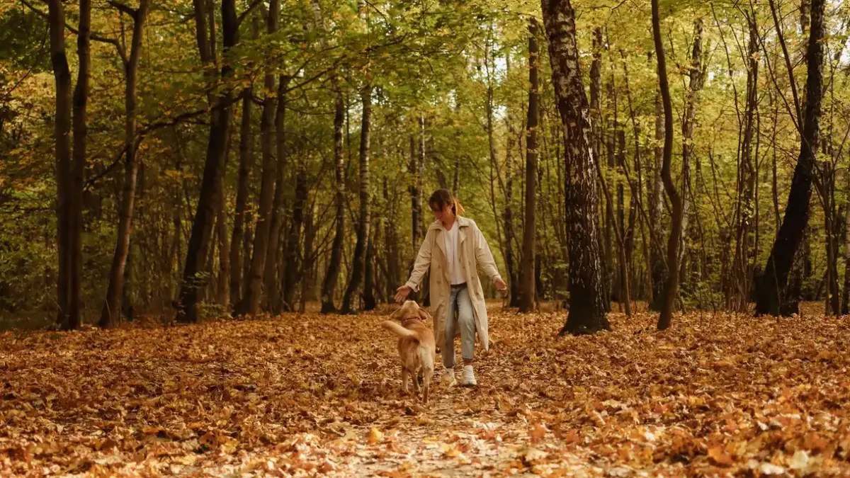 Dog walking with an owner