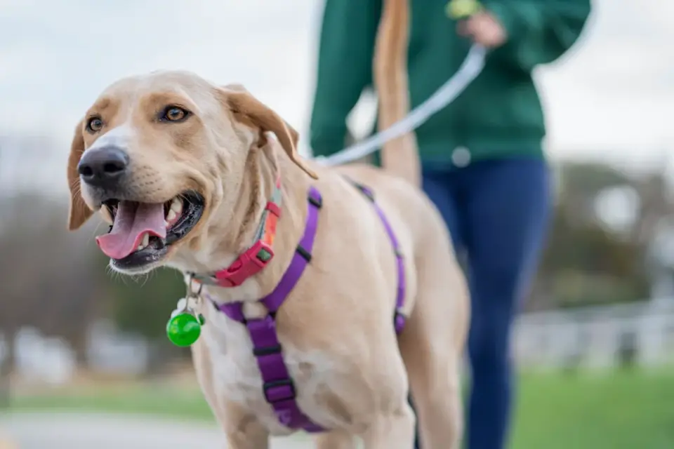 Dog walking with an owner