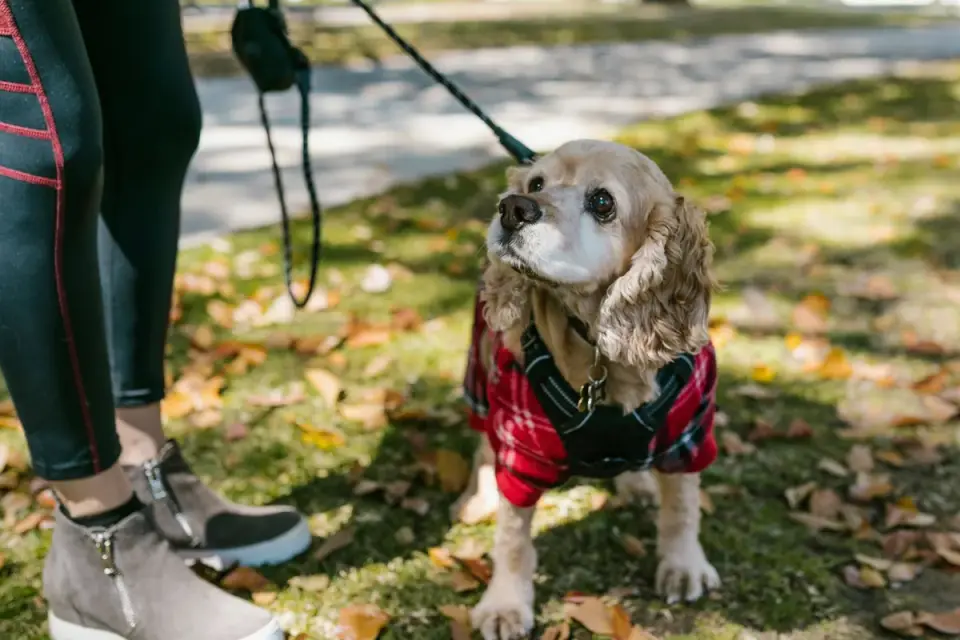 Dog walking with an owner