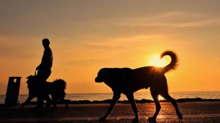 Dog walking with an owner