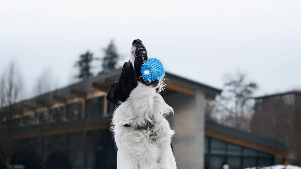 Dog with a rubber toy