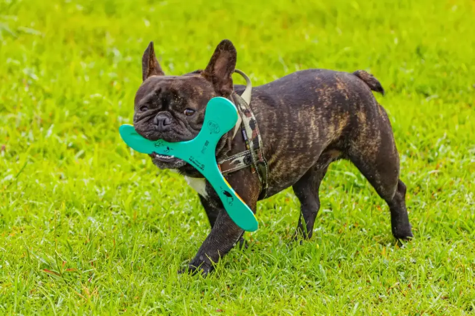 Dog with a rubber toy