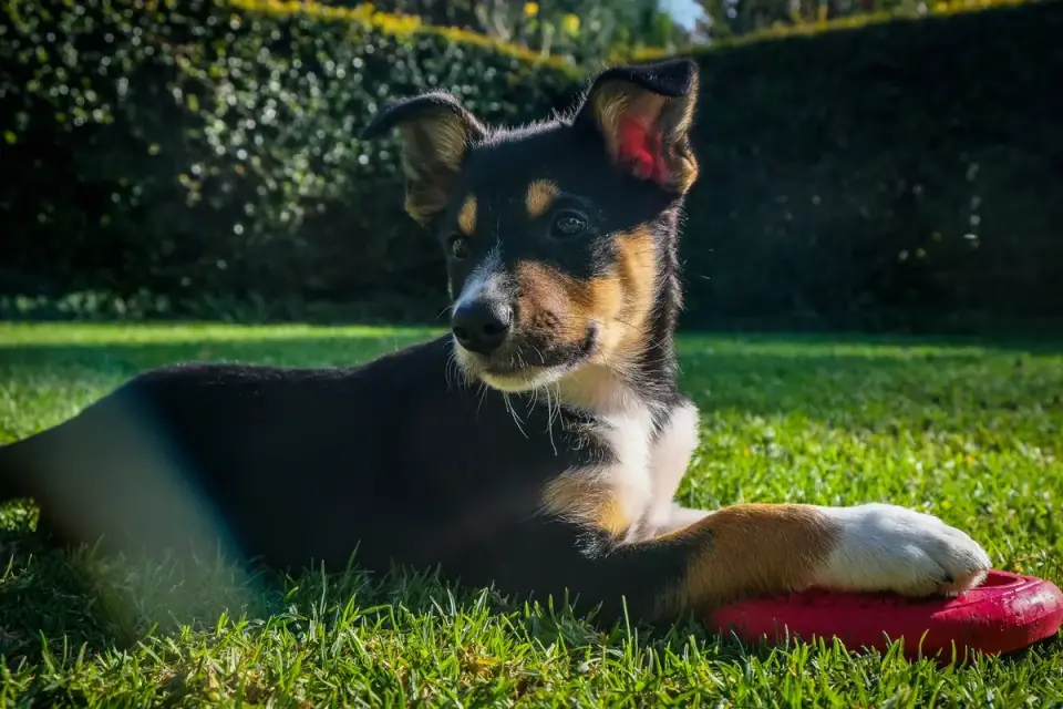 Dog with a rubber toy