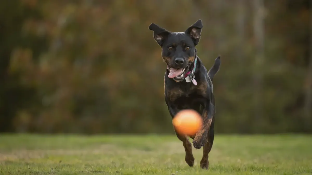 Dog with a rubber toy
