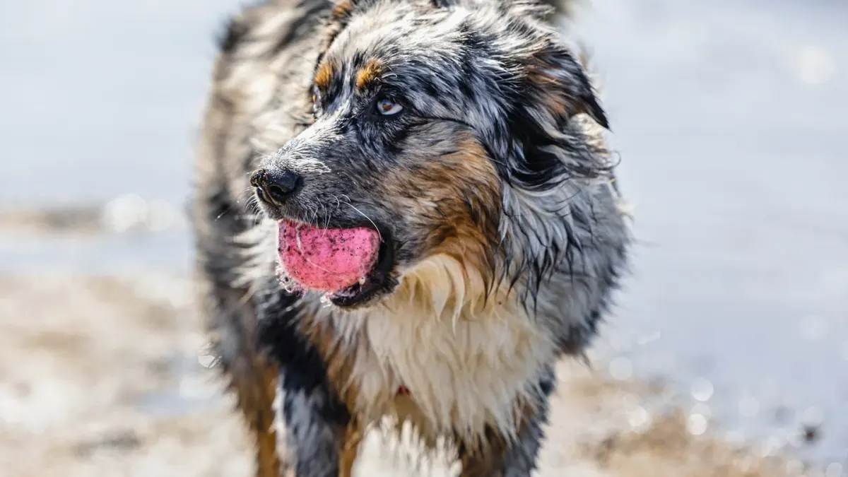 Dog with a rubber toy