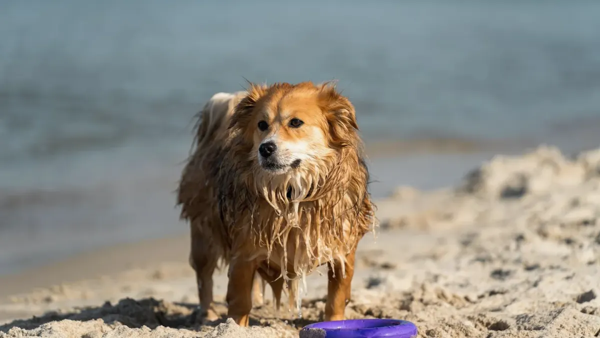 Dog with a rubber toy