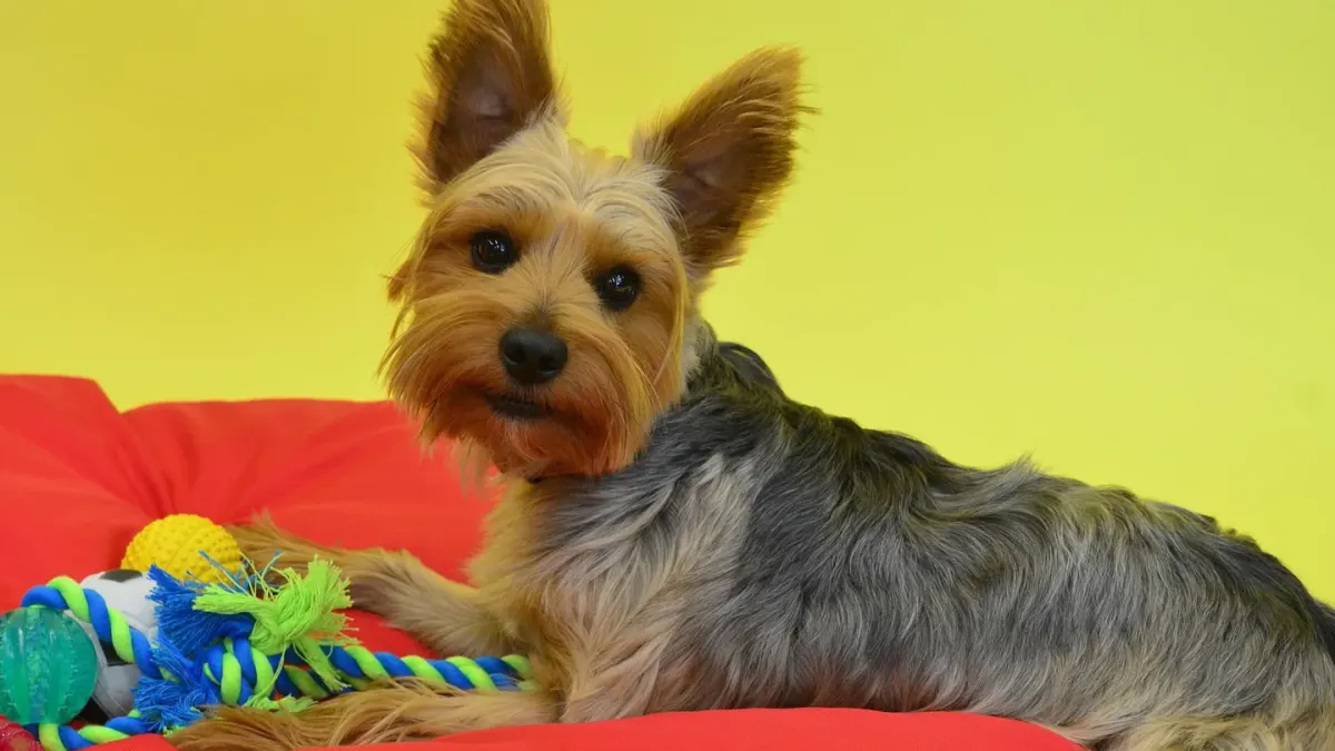 Dog with a rubber toy