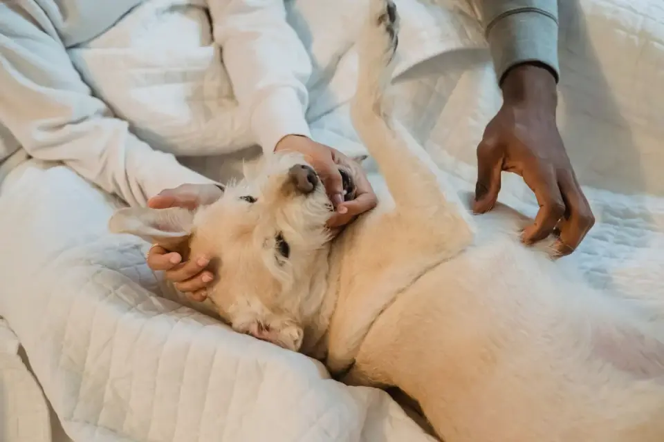 Dog with an owner at home