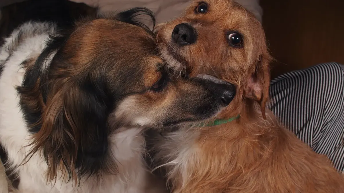 Dog with an owner at home