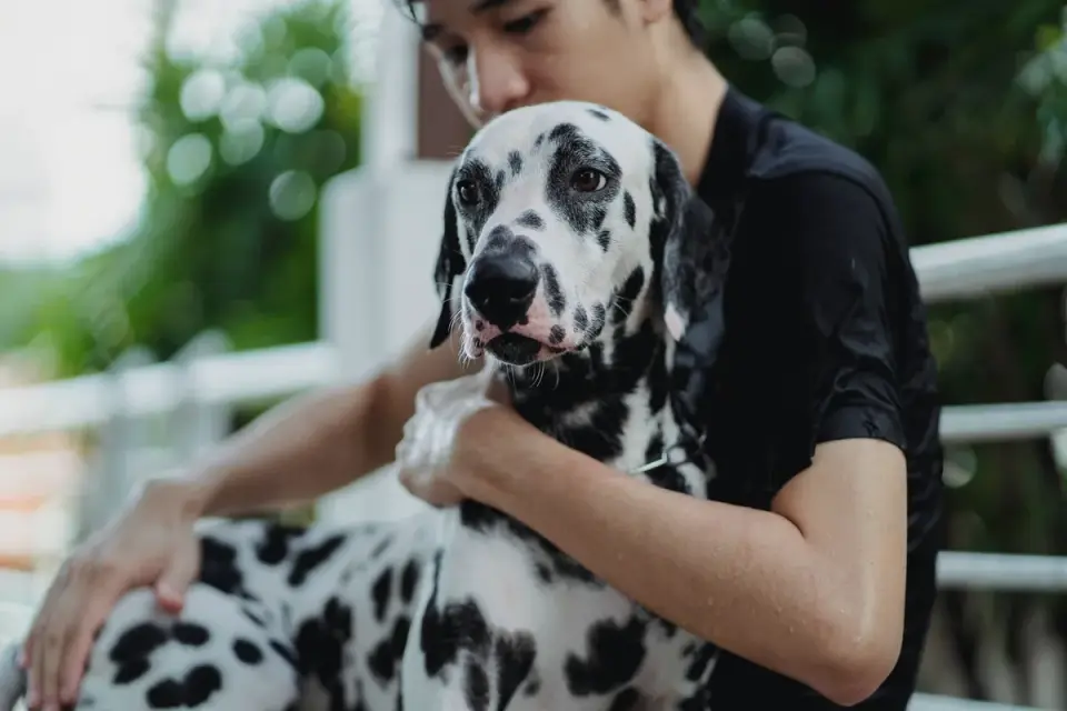 Dog with an owner at home