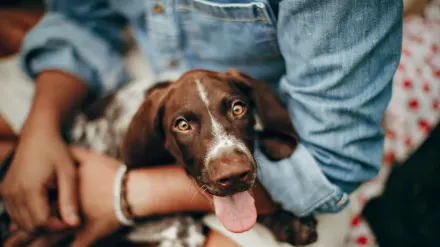 Dog with an owner at home