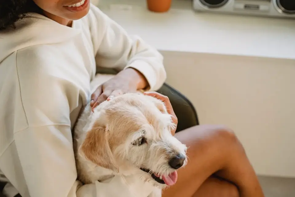 Dog with an owner