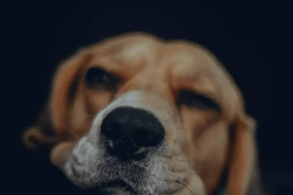 Dog with eyes closed