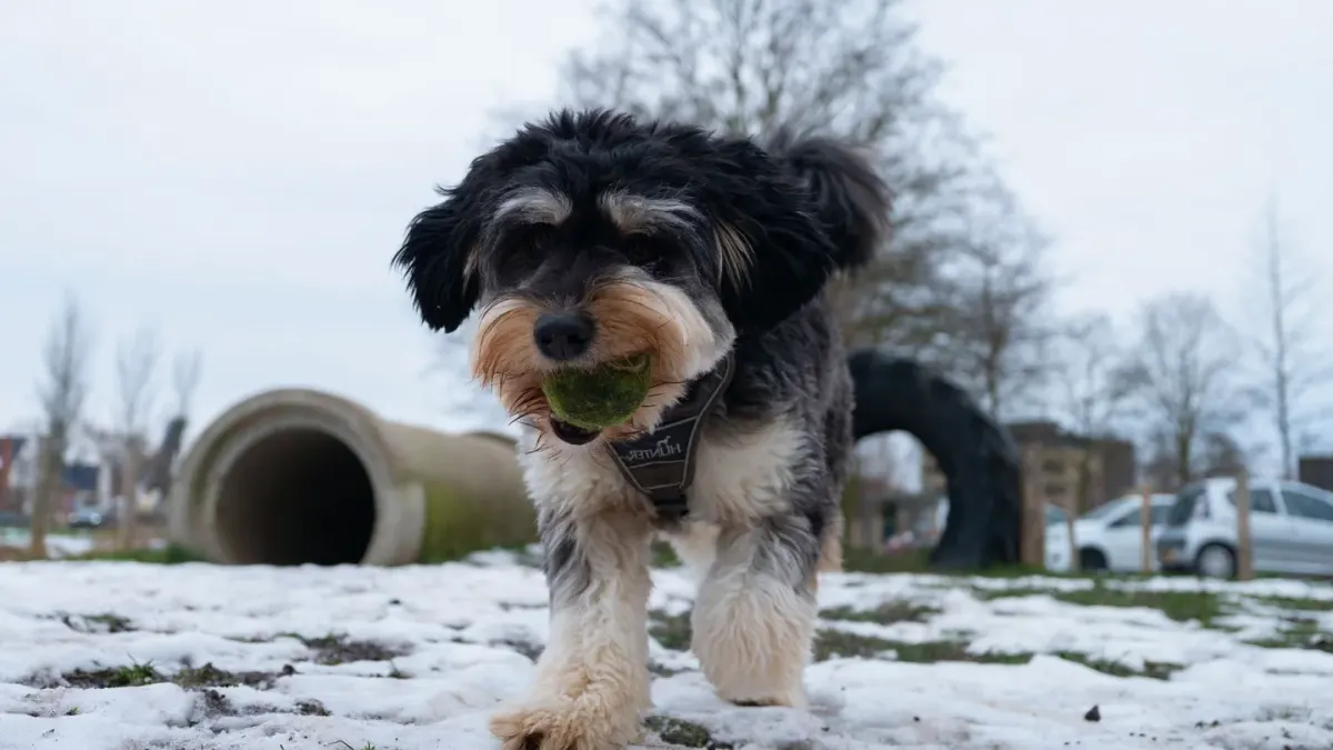 Dog with rubber toy home