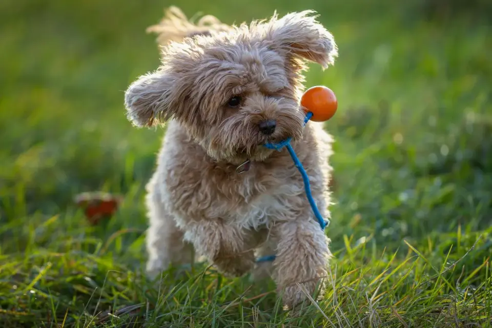 Dog with rubber toy home