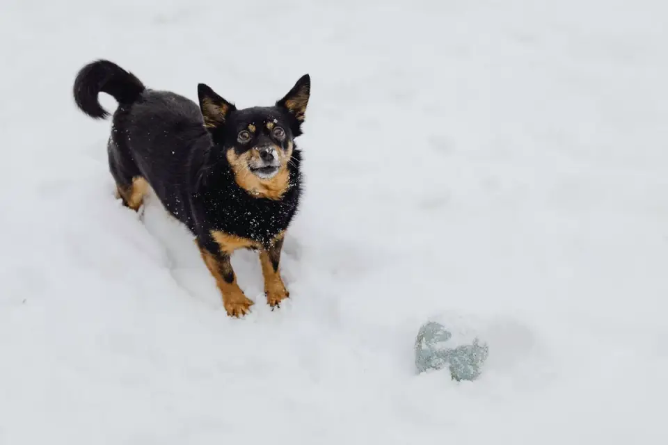 Dog with rubber toy home