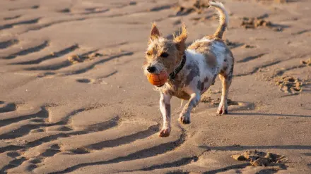 Dog with rubber toy home