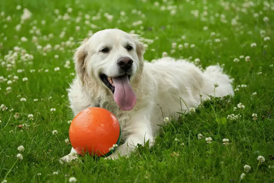 Dog with rubber toy home