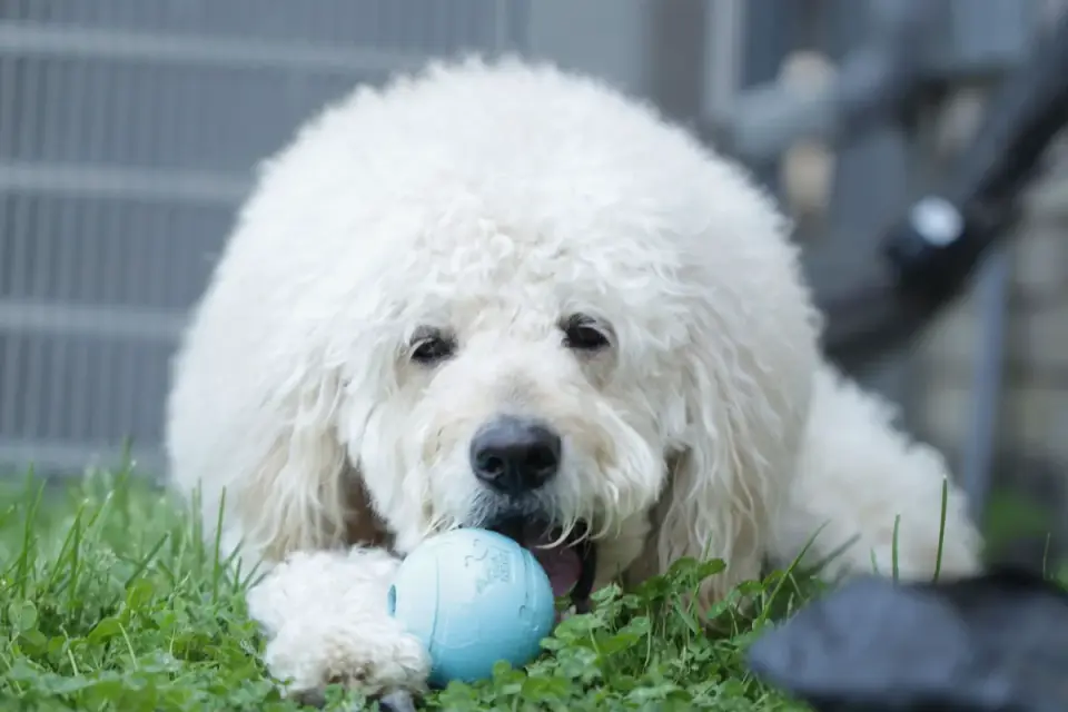 Dog with rubber toy home