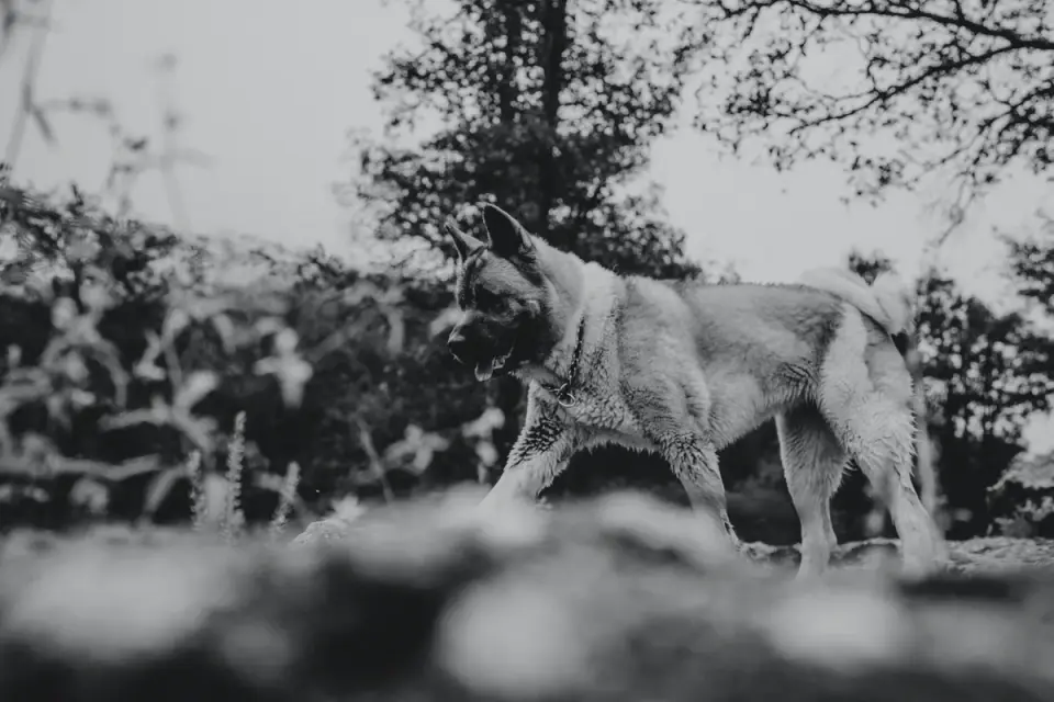 German shepherd outdoors