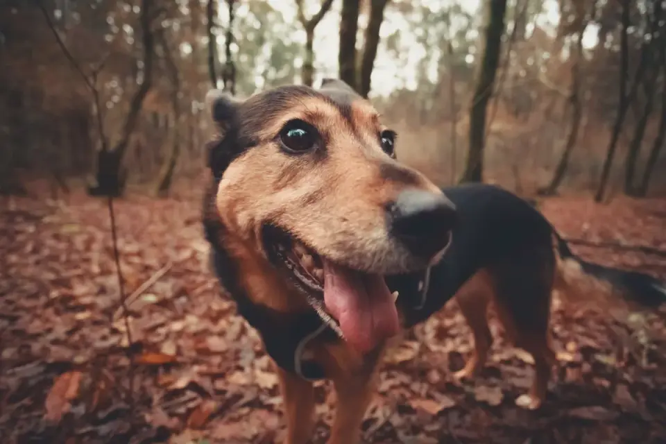 German shepherd standing outdoors