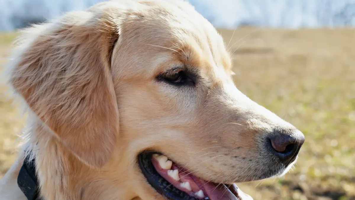 Golden retriever portrait
