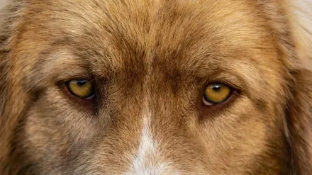Golden retriever portrait
