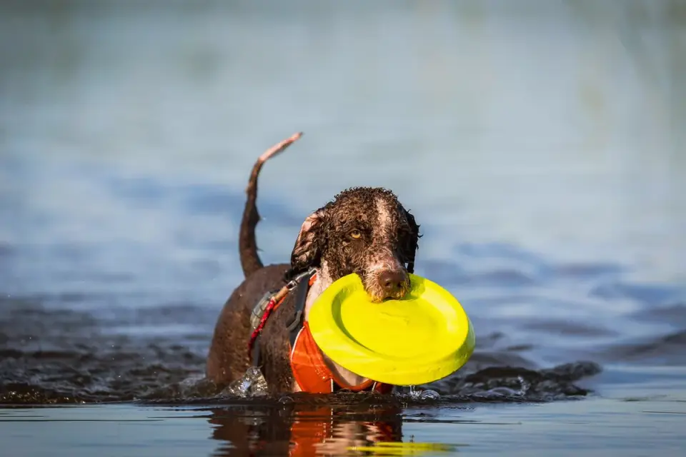 Golden Retriever swimming with a toy in its mouth
