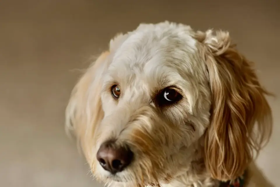Goldendoodle with a full curly beard and furnished eyebrows standing outdoors