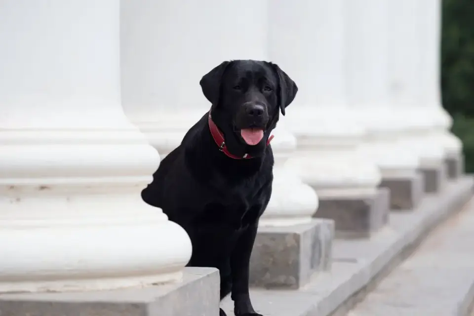 Labrador retriever outdoors