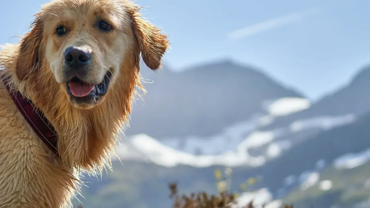 Labrador retriever outdoors