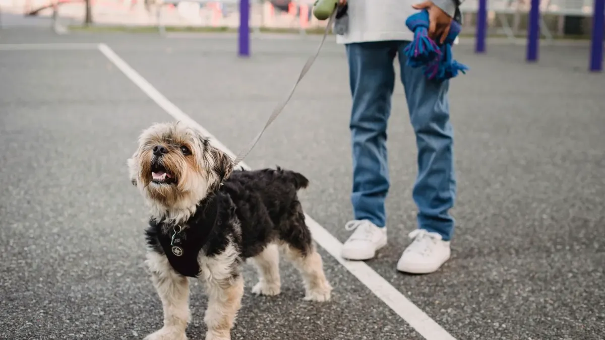 Older dog with an owner in a park