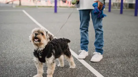 Older dog with an owner in a park