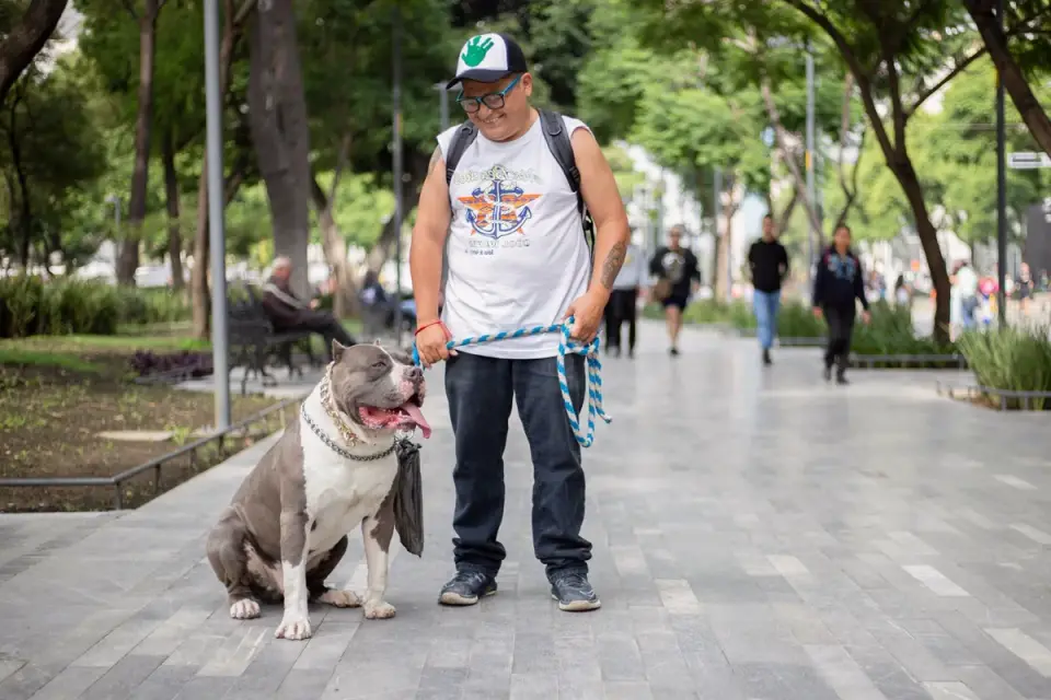 Older dog with an owner in a park
