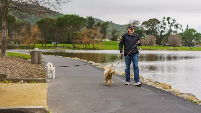 Older dog with an owner in a park