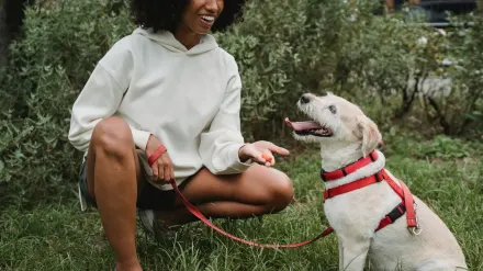 Older dog with an owner in a park
