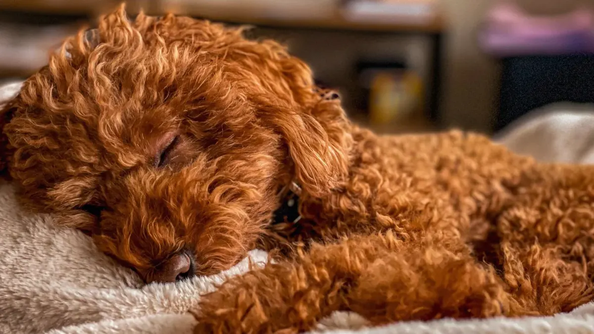 Poodle portrait