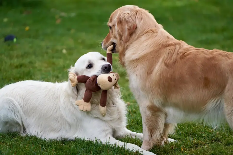 Puppy chewing a frozen rubber toy stuffed with food