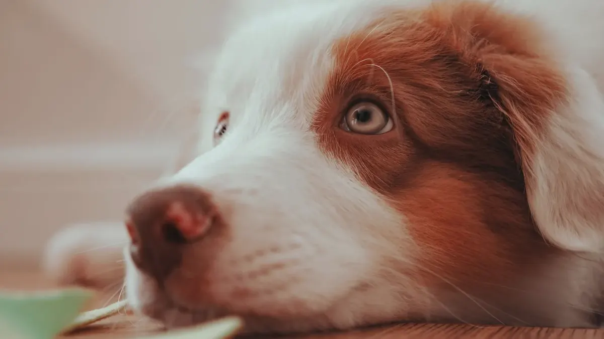 Puppy eating from a bowl